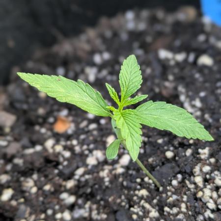2nd Outdoor Grow - Mystic Gorilla Auto