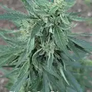 2nd Outdoor Grow - Mystic Gorilla Auto