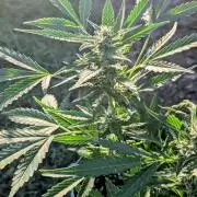 White Widow Auto - Homegrown Cannabis Co