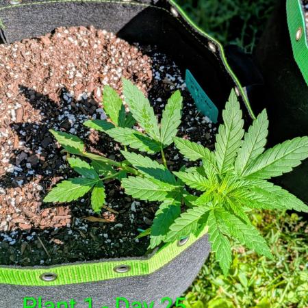 White Widow Auto - Homegrown Cannabis Co