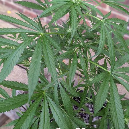 1st Outdoor Grow - Mystic Gorilla Auto