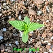 White Widow Auto - Homegrown Cannabis Co