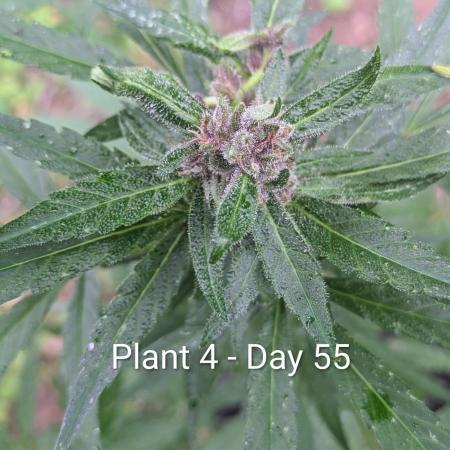 3rd Outdoor Grow - Purple Lemonade RF3