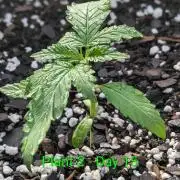 White Widow Auto - Homegrown Cannabis Co