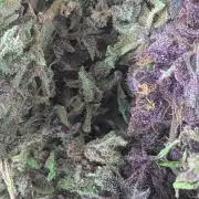 3rd Outdoor Grow - Purple Lemonade RF3