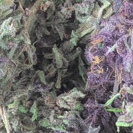 3rd Outdoor Grow - Purple Lemonade RF3