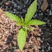 1st Outdoor Grow - Mystic Gorilla Auto