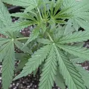 1st Outdoor Grow - Mystic Gorilla Auto
