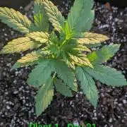 White Widow Auto - Homegrown Cannabis Co