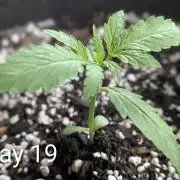 1st Outdoor Grow - Mystic Gorilla Auto