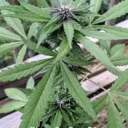 3rd Outdoor Grow - Purple Lemonade RF3
