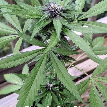 3rd Outdoor Grow - Purple Lemonade RF3