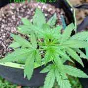 White Widow Auto - Homegrown Cannabis Co