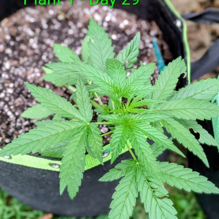 White Widow Auto - Homegrown Cannabis Co
