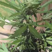 3rd Outdoor Grow - Purple Lemonade RF3