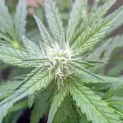 White Widow Auto - Homegrown Cannabis Co