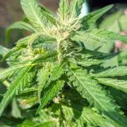 White Widow Auto - Homegrown Cannabis Co