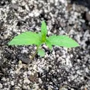 1st Outdoor Grow - Mystic Gorilla Auto
