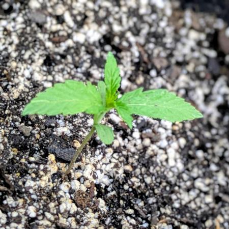 1st Outdoor Grow - Mystic Gorilla Auto