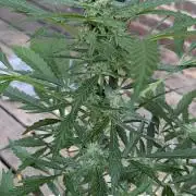 2nd Outdoor Grow - Mystic Gorilla Auto