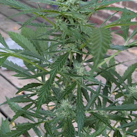 2nd Outdoor Grow - Mystic Gorilla Auto