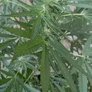 1st Outdoor Grow - Mystic Gorilla Auto