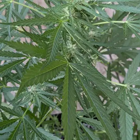 1st Outdoor Grow - Mystic Gorilla Auto