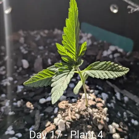 3rd Outdoor Grow - Purple Lemonade RF3
