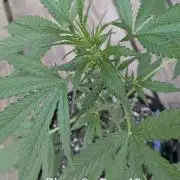2nd Outdoor Grow - Mystic Gorilla Auto