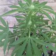 2nd Outdoor Grow - Mystic Gorilla Auto