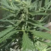 2nd Outdoor Grow - Mystic Gorilla Auto