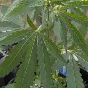 2nd Outdoor Grow - Mystic Gorilla Auto