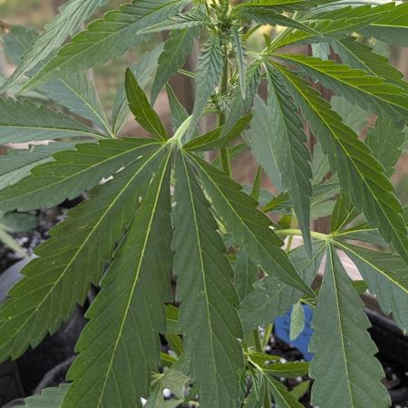 2nd Outdoor Grow - Mystic Gorilla Auto