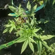 White Widow Auto - Homegrown Cannabis Co