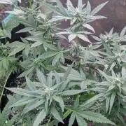 White Widow Auto - Homegrown Cannabis Co
