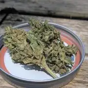 1st Outdoor Grow - Mystic Gorilla Auto