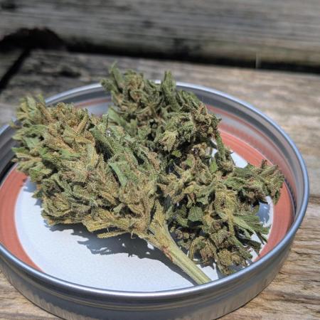 1st Outdoor Grow - Mystic Gorilla Auto