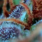 CBG RELIEF auto