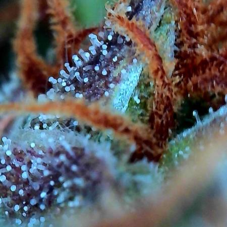 CBG RELIEF auto