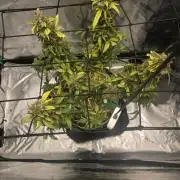 CBG RELIEF auto