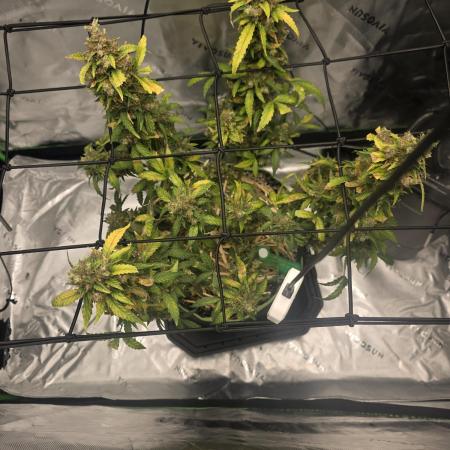 CBG RELIEF auto