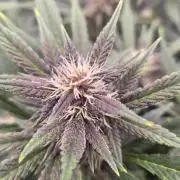 Gorilla Punch from Fast Buds 42
