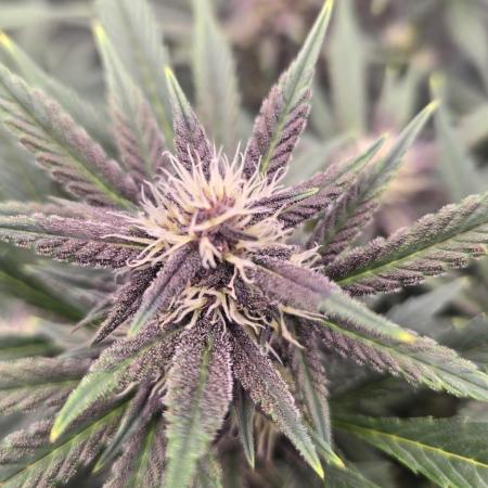 Gorilla Punch from Fast Buds 42