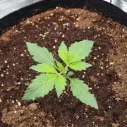 Gorilla Punch from Fast Buds 42