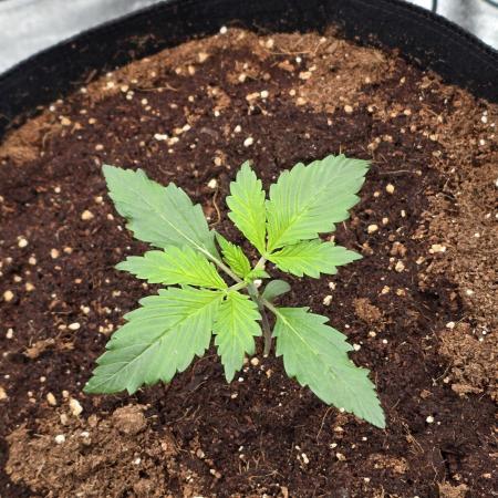 Gorilla Punch from Fast Buds 42