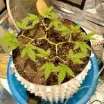 Thai sativa