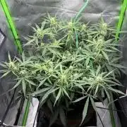 Gelato Auto