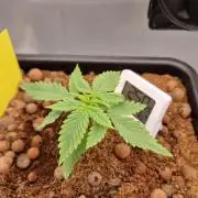 Fastbuds Mix Pack Auto RF3
