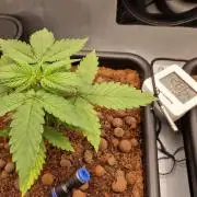 Fastbuds Mix Pack Auto RF3