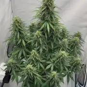 Glue Gelato auto
